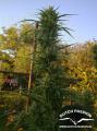 DUTCH PASSION - Passion #1® 