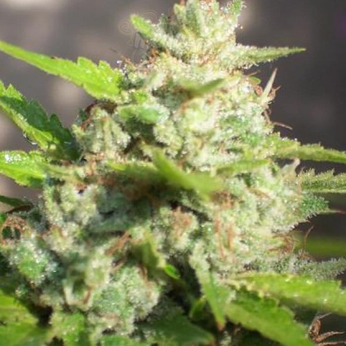 BIOHAZARD SEEDS - Jawar