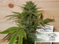 DUTCH PASSION - Durban Poison®
