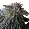 ROYAL QUEEN SEEDS - Special Queen #1®