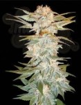 DNA GENETICS - Stacked Kush