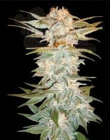 DNA GENETICS - Stacked Kush