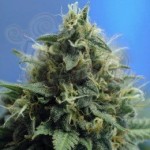 NIRVANA - New York Power Diesel