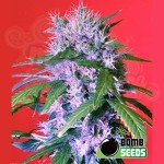 BOMB SEEDS - Berry Bomb