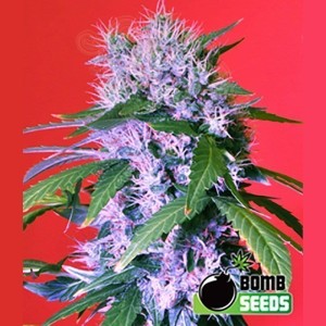 BOMB SEEDS - Berry Bomb