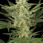 AMARANTA SEEDS - Birrie Jack Auto