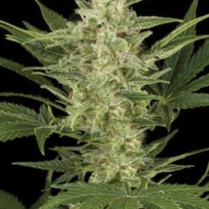 AMARANTA SEEDS - Birrie Jack Auto