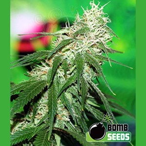 BOMB SEEDS - Buzz Bomb