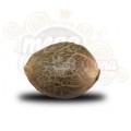 ROYAL QUEEN SEEDS - Blue Mystic®
