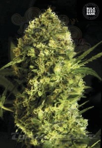 BULK SEED BANK - Auto Devil's Kiss