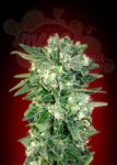 ADVANCED SEEDS - Auto Kaya 47