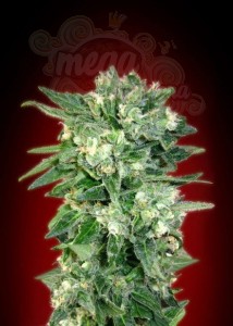 ADVANCED SEEDS - Auto Kaya 47