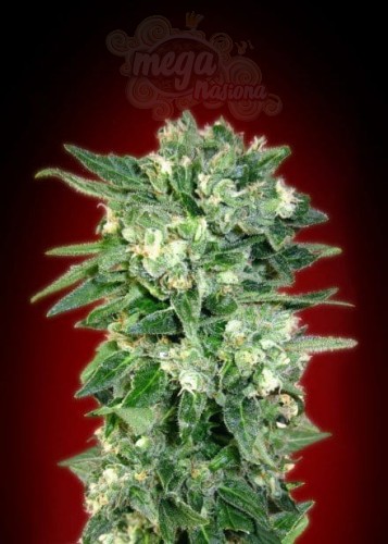 ADVANCED SEEDS - Auto Kaya 47