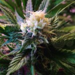 CBD White Widow (Odmiana medyczna)