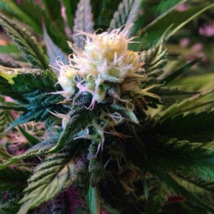 CBD White Widow (Odmiana medyczna)