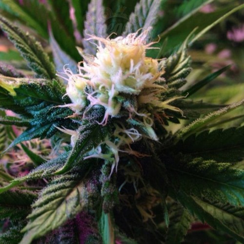CBD White Widow (Odmiana medyczna)
