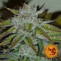 BARNEY’S FARM - Acapulco Gold