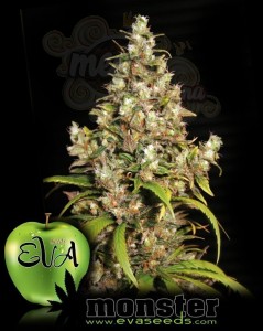 EVA SEEDS - Monster