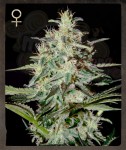 STRAIN HUNTERS - White Lemon