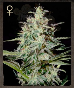 STRAIN HUNTERS - White Lemon