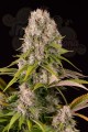 DINAFEM - Diesel