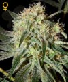 GREEN HOUSE SEEDS - Damn Sour