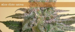 ELITE SEEDS - Blue Elite Indica