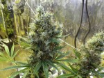 Sour Diesel Auto