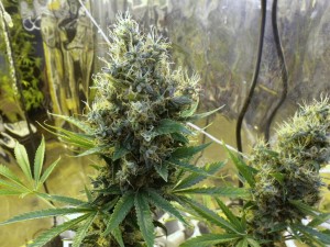 Sour Diesel Auto