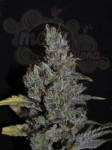 CBD Crew -  CBD MediHaze