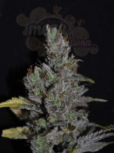 CBD Crew -  CBD MediHaze
