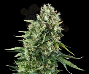 Power Plant
