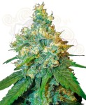 SENSI SEEDS - Jack Herer