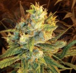 DNA GENETICS - Sweet Haze