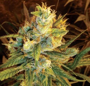 DNA GENETICS - Sweet Haze