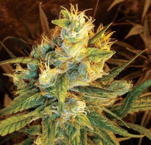 DNA GENETICS - Sweet Haze