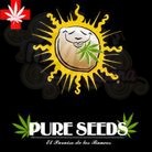 PURE SEEDS - Collector Auto