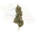 ROYAL QUEEN SEEDS - Painkiller XL