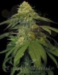 DNA GENETICS - Holy Grail Kush