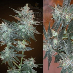 RESIN SEEDS - LA Ultra