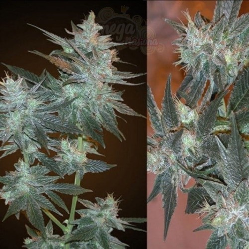 RESIN SEEDS - LA Ultra