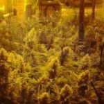 CBD Crew - CBD Mix