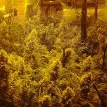 CBD Crew - CBD Mix