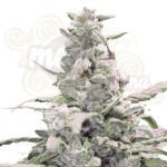 Creamatic Auto