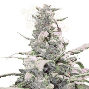 Creamatic Auto
