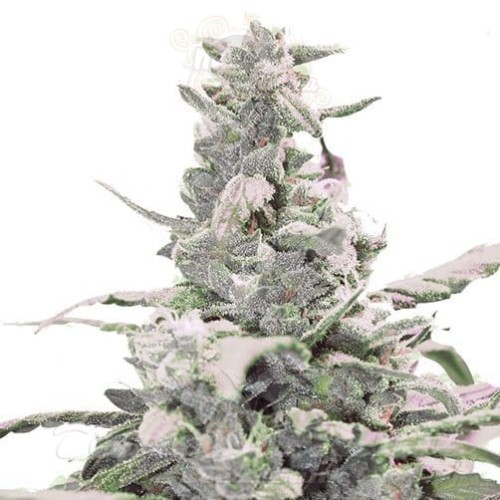 Creamatic Auto