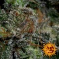 BARNEY'S FARM - Blueberry OG
