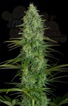 Critical Jack