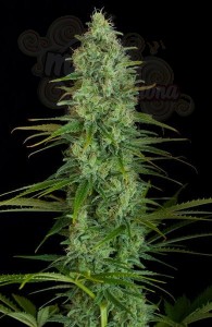 Critical Jack