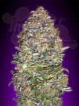 ADVANCED SEEDS - Auto NYC Diesel